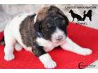 Mutt Puppy for sale in Imperial, NE, USA