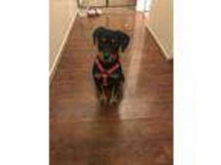 Rottweiler Puppy for sale in San Marcos, CA, USA