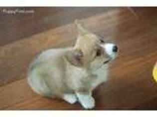 Pembroke Welsh Corgi Puppy for sale in Potomac, MD, USA