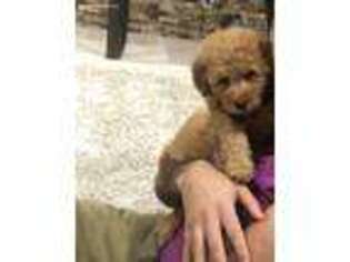 Goldendoodle Puppy for sale in Brooklyn, NY, USA