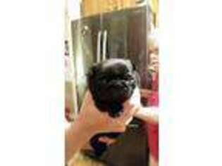 Pug Puppy for sale in Bee Spring, KY, USA