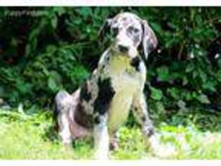 Great Dane Puppy for sale in Quarryville, PA, USA