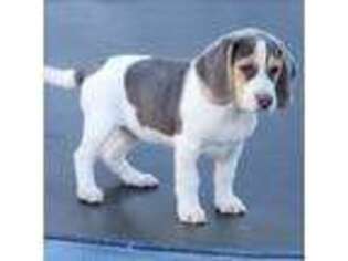 Beagle Puppy for sale in Coos Bay, OR, USA