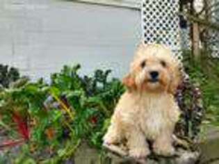 Cavapoo Puppy for sale in Diamond, OH, USA