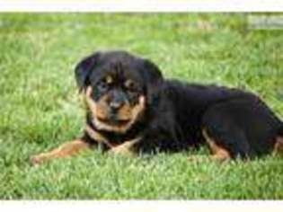 Rottweiler Puppy for sale in Harrisburg, PA, USA