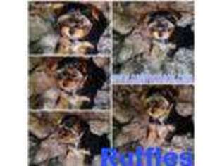 Yorkshire Terrier Puppy for sale in Lake Worth, FL, USA