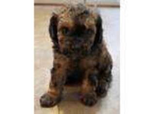 Cavapoo Puppy for sale in Travelers Rest, SC, USA