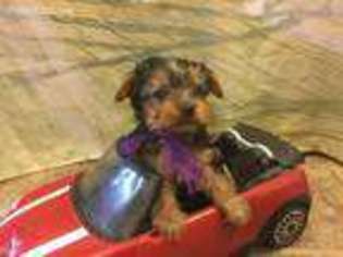 Yorkshire Terrier Puppy for sale in Fleming, CO, USA