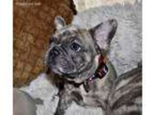 French Bulldog Puppy for sale in Ipswich, MA, USA
