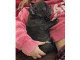 French Bulldog Puppy for sale in Steele, ND, USA