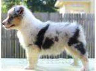 Australian Shepherd Puppy for sale in Broken Arrow, OK, USA