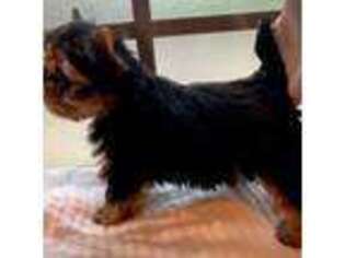Yorkshire Terrier Puppy for sale in Gulf Breeze, FL, USA