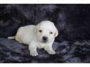 Labrador Retriever Puppy for sale in Antwerp, OH, USA