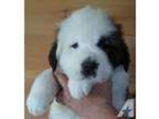 Saint Bernard Puppy for sale in MOORELAND, IN, USA