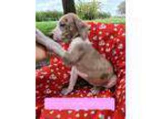 Great Dane Puppy for sale in Arcadia, FL, USA