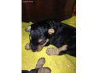 Welsh Terrier Puppy for sale in Nathalie, VA, USA