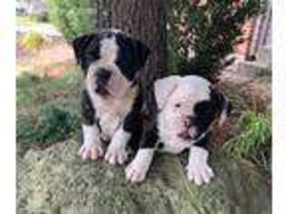 Olde English Bulldogge Puppy for sale in Pataskala, OH, USA