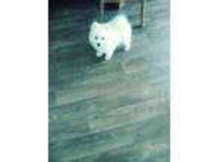 Japanese Spitz Puppy for sale in Wausau, WI, USA