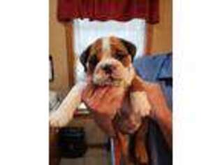 Bulldog Puppy for sale in Hamilton, AL, USA