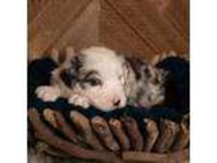 Australian Shepherd Puppy for sale in Elko, NV, USA