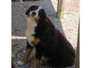 Bernese Mountain Dog Puppy for sale in Clinton, TN, USA