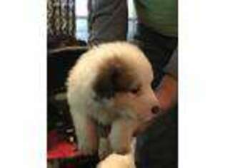 Bernese Mountain Dog Puppy for sale in Maysville, GA, USA