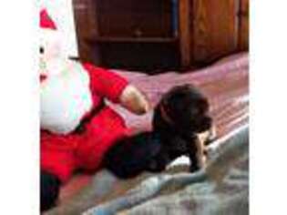 Labrador Retriever Puppy for sale in Parma, MI, USA