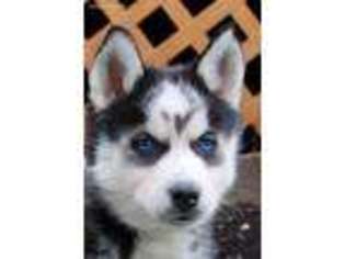 Siberian Husky Puppy for sale in New Holland, PA, USA