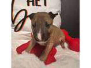 Bull Terrier Puppy for sale in Memphis, TN, USA