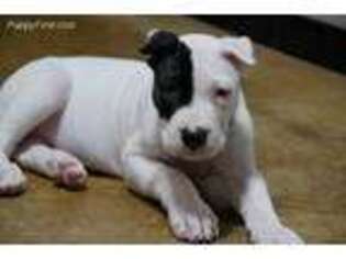 Dogo Argentino Puppy for sale in Mission, TX, USA