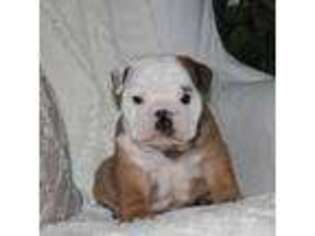 Bulldog Puppy for sale in Owen, WI, USA