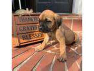 Cane Corso Puppy for sale in Greenville, SC, USA