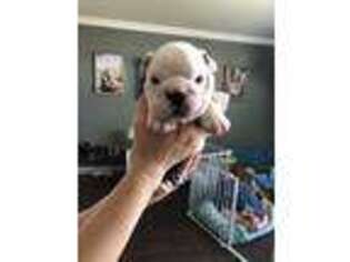 Bulldog Puppy for sale in Everest, KS, USA