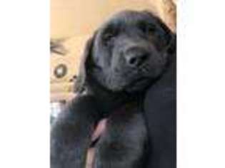 Labrador Retriever Puppy for sale in Baker City, OR, USA