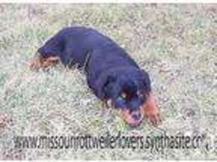 Rottweiler Puppy for sale in HUME, MO, USA