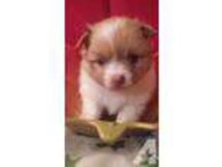 Pomeranian Puppy for sale in CADDO, OK, USA