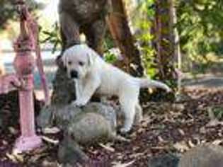 Labrador Retriever Puppy for sale in Chico, CA, USA