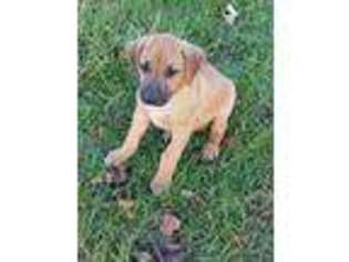 Rhodesian Ridgeback Puppy for sale in Greenville, MI, USA