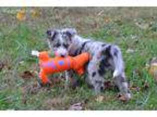 Border Collie Puppy for sale in Bethpage, TN, USA
