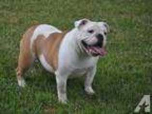 Bulldog Puppy for sale in WAYNESVILLE, MO, USA