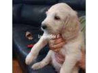 Goldendoodle Puppy for sale in Attleboro, MA, USA