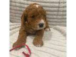 Mutt Puppy for sale in Atco, NJ, USA
