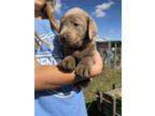 Labrador Retriever Puppy for sale in King City, MO, USA