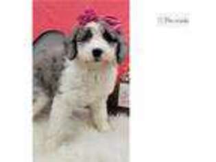 Mutt Puppy for sale in Saint Louis, MO, USA