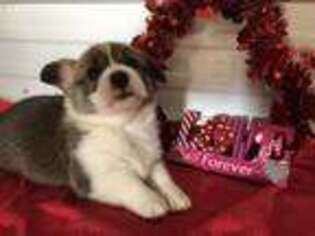 Pembroke Welsh Corgi Puppy for sale in Britton, SD, USA