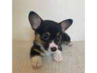 Pembroke Welsh Corgi Puppy for sale in Los Angeles, CA, USA