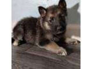 Mutt Puppy for sale in Mineral Point, MO, USA