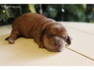 Dachshund Puppy for sale in Ormond Beach, FL, USA