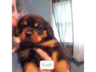 Rottweiler Puppy for sale in Kelly, NC, USA