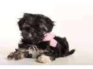 Shorkie Tzu Puppy for sale in Bakersfield, MO, USA